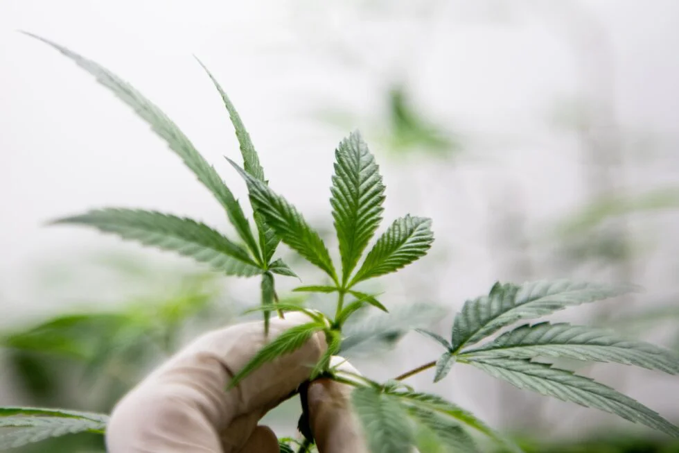 Biofabrica-Cannabis-12-de-13-1-980x653